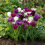 Tulp Blueberry mix bloembollen, foto 2