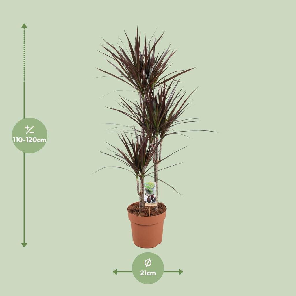 Dracaena Magenta, detail van het blad
