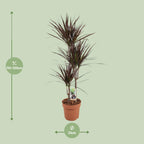 Dracaena Magenta, detail van het blad