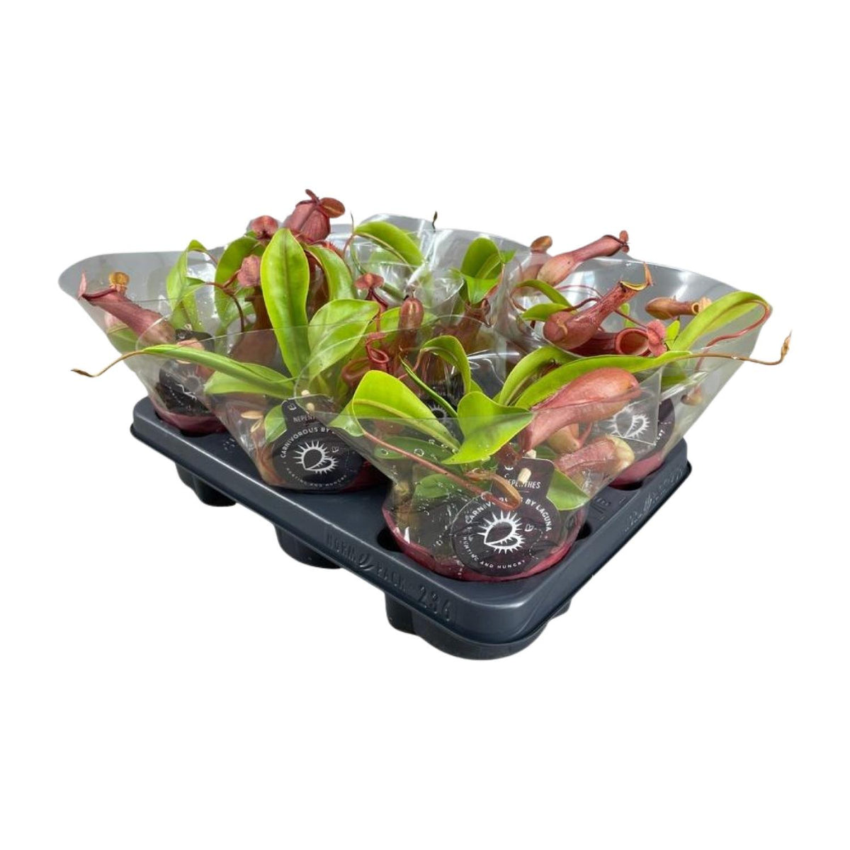 Productfoto van Nepenthes Alata