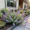 Nepeta faassenii - Kattenkruid - Paars, plant in pot