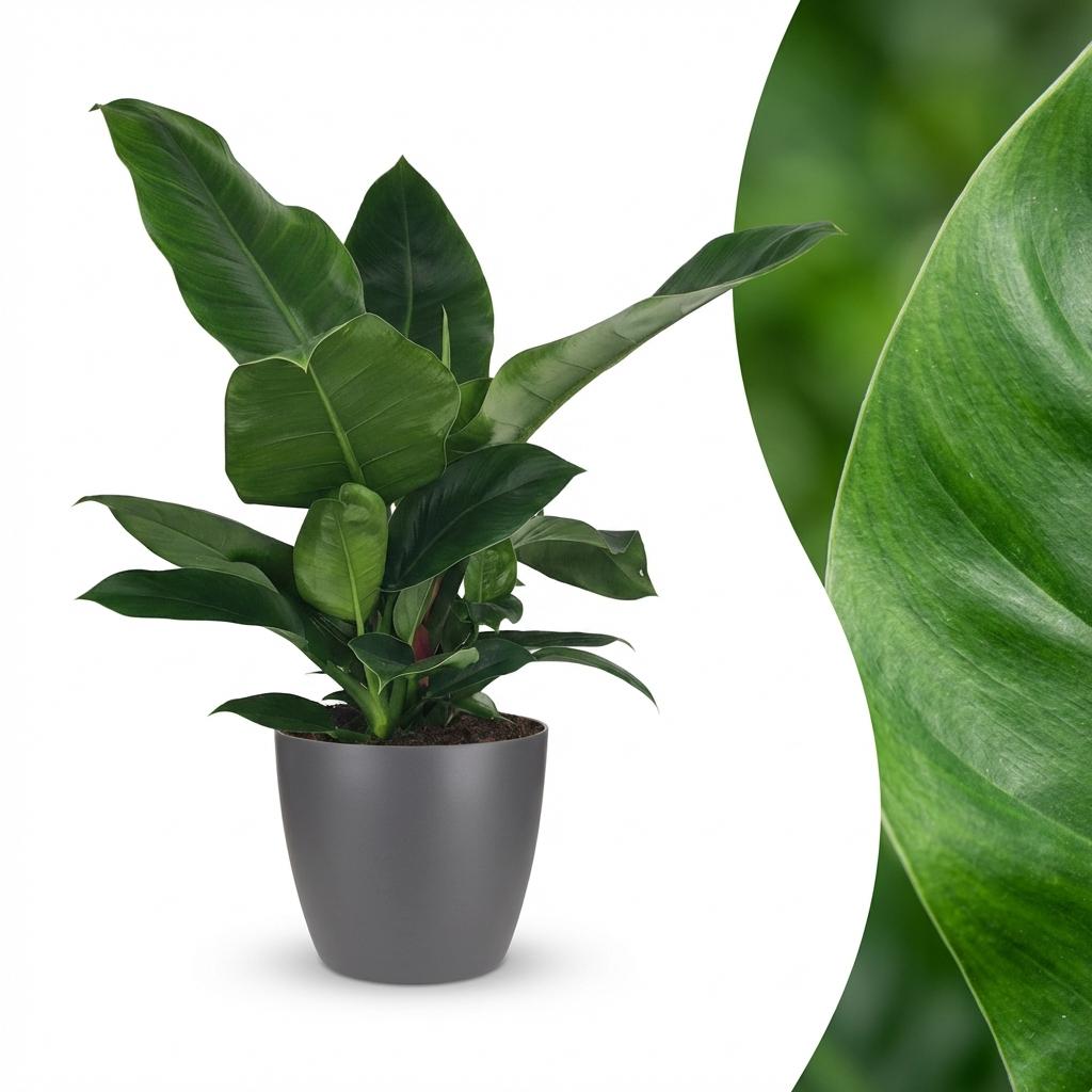 Philodendron Imperial Green met grijze pot, detail van het blad