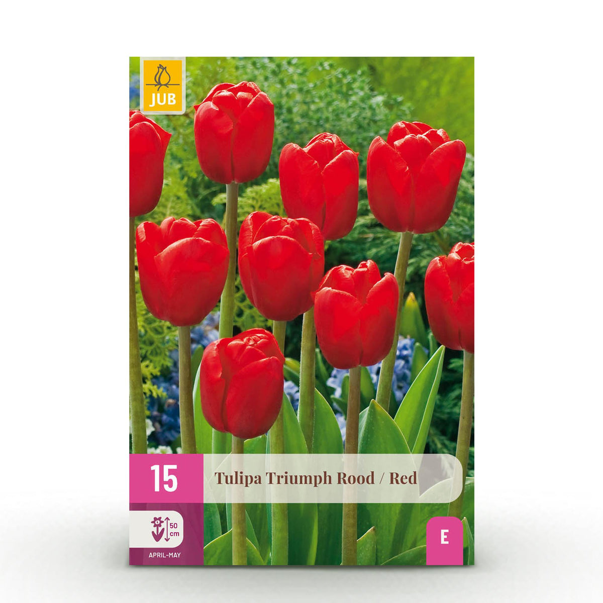 Tulp Triumph Red, detail van het blad
