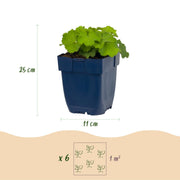Alchemilla mollis - Vrouwenmantel - Bodembedekkend - Geel - 6 Planten