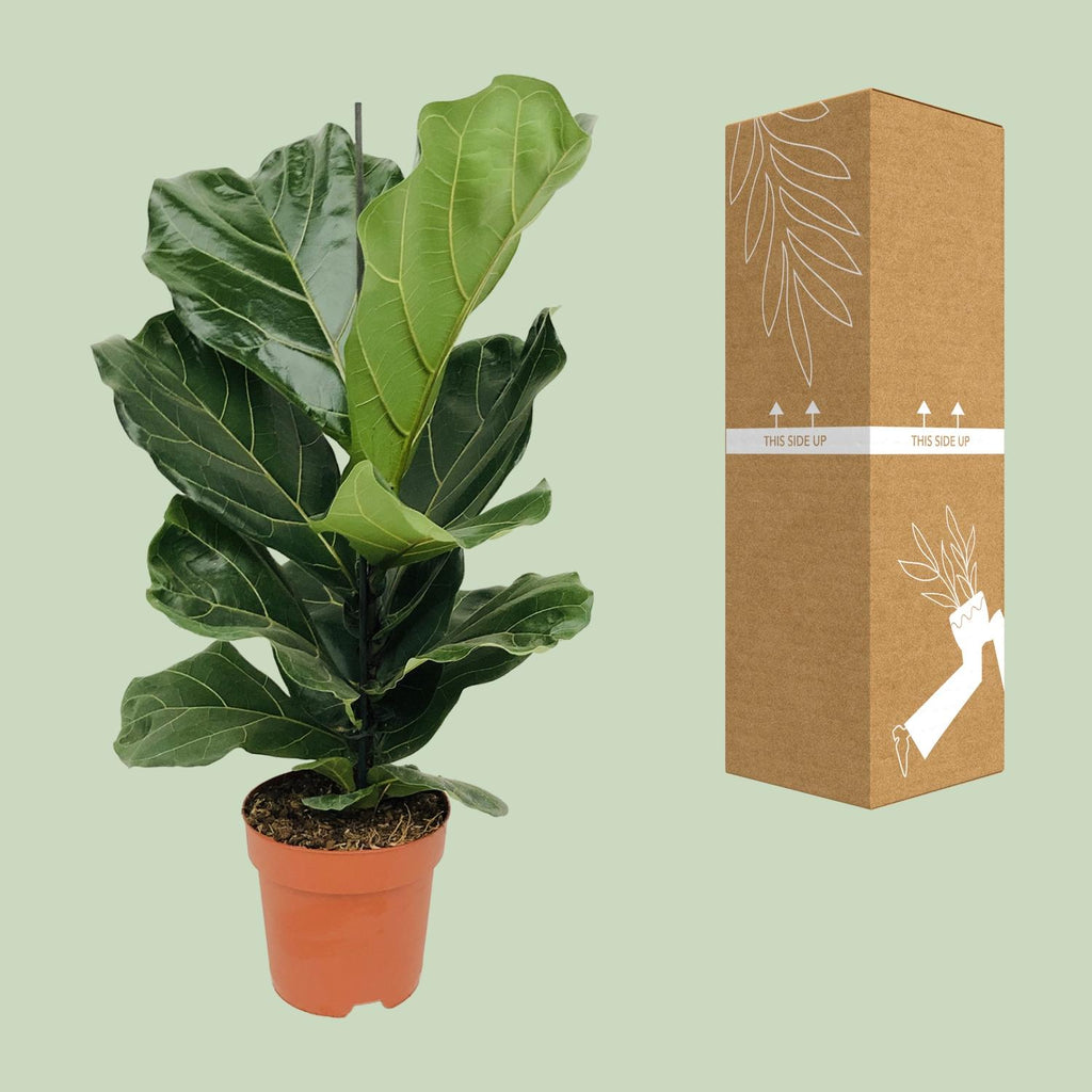 Detailfoto van Ficus lyrata, tabaksplant met groot vioolvormig blad 75 cm