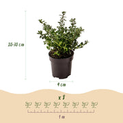 Japanse hulst Stokes, haagplant