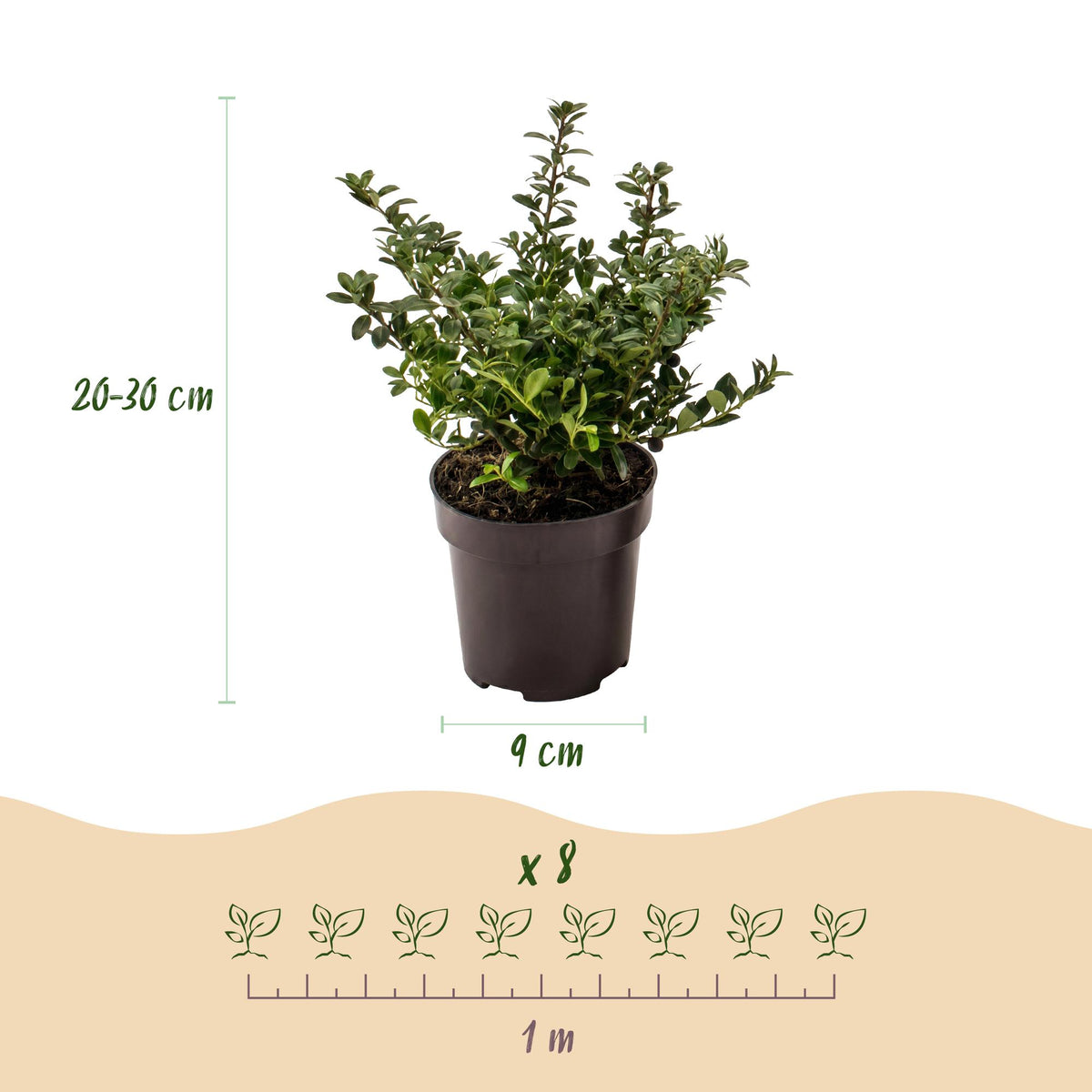 Japanse hulst Stokes, haagplant, groene bladeren