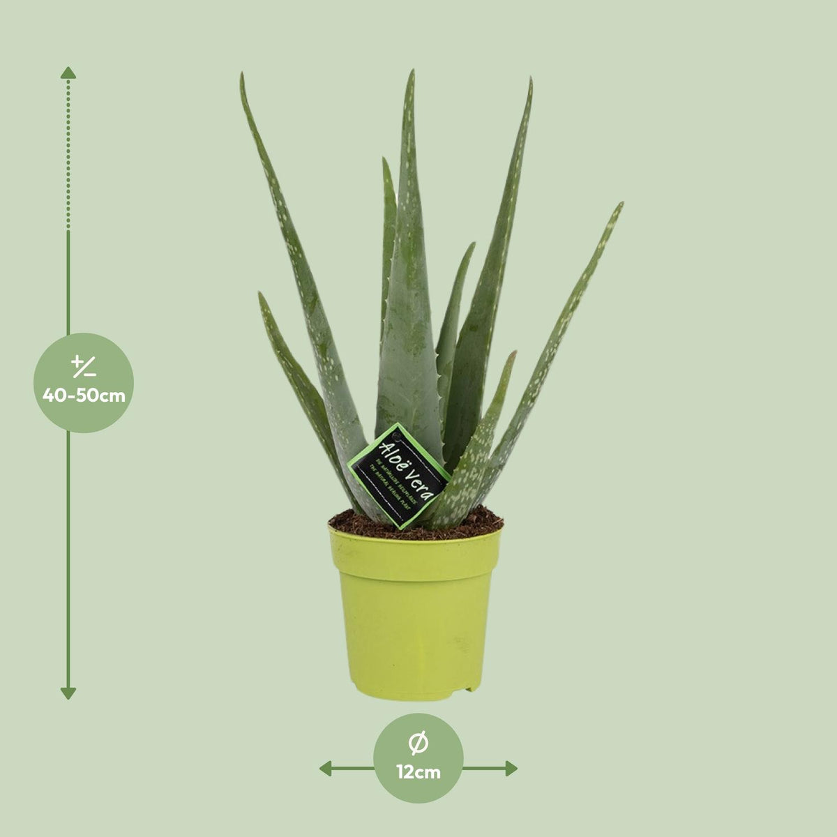 Detailfoto van Aloe Vera