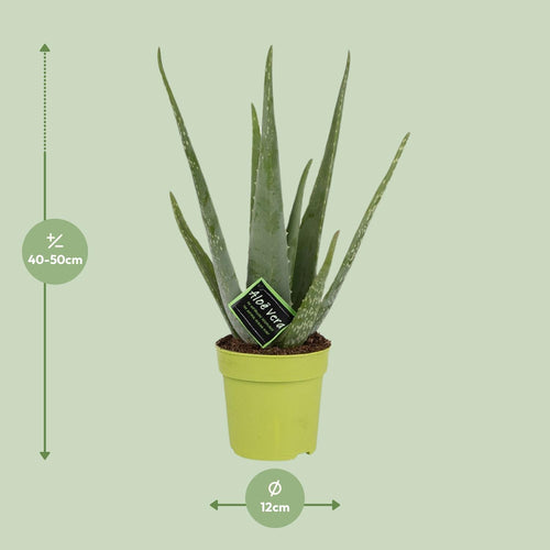 Detailfoto van Aloe Vera