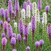 Liatris Duo - Lampenpoetserplant - Roze - Wit - 12 Planten