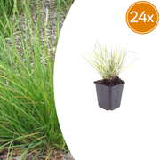 Sesleria autumnalis