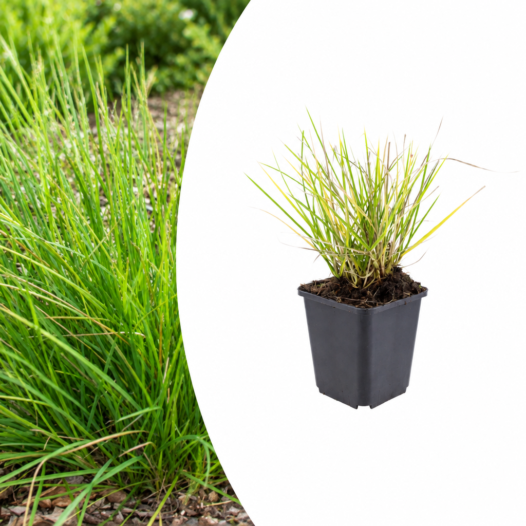 Sesleria autumnalis, detail van het blad