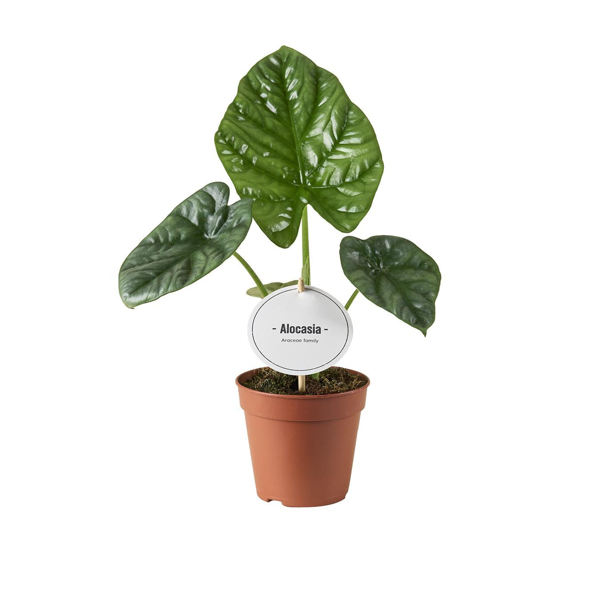 Productfoto van Alocasia Lukiwan