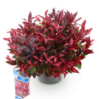 Leucothoe Zeblid, detail van het blad