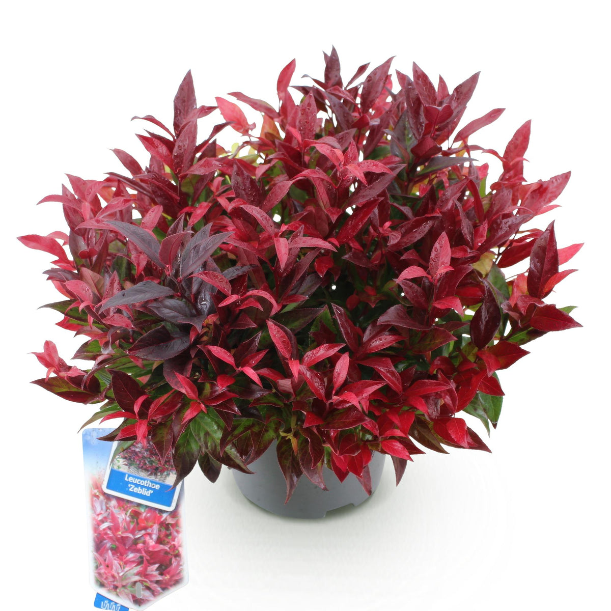 Leucothoe Zeblid, detail van het blad