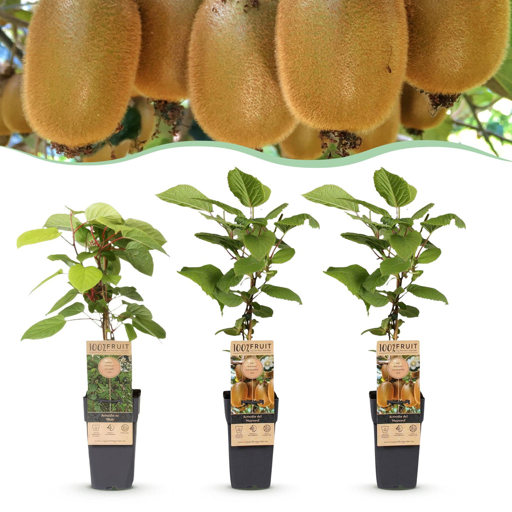 Kiwiplant Weiki & Hayward, fruitgewas voor de tuin, plant in pot