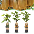 Kiwiplant Weiki & Hayward, fruitgewas voor de tuin, plant in pot