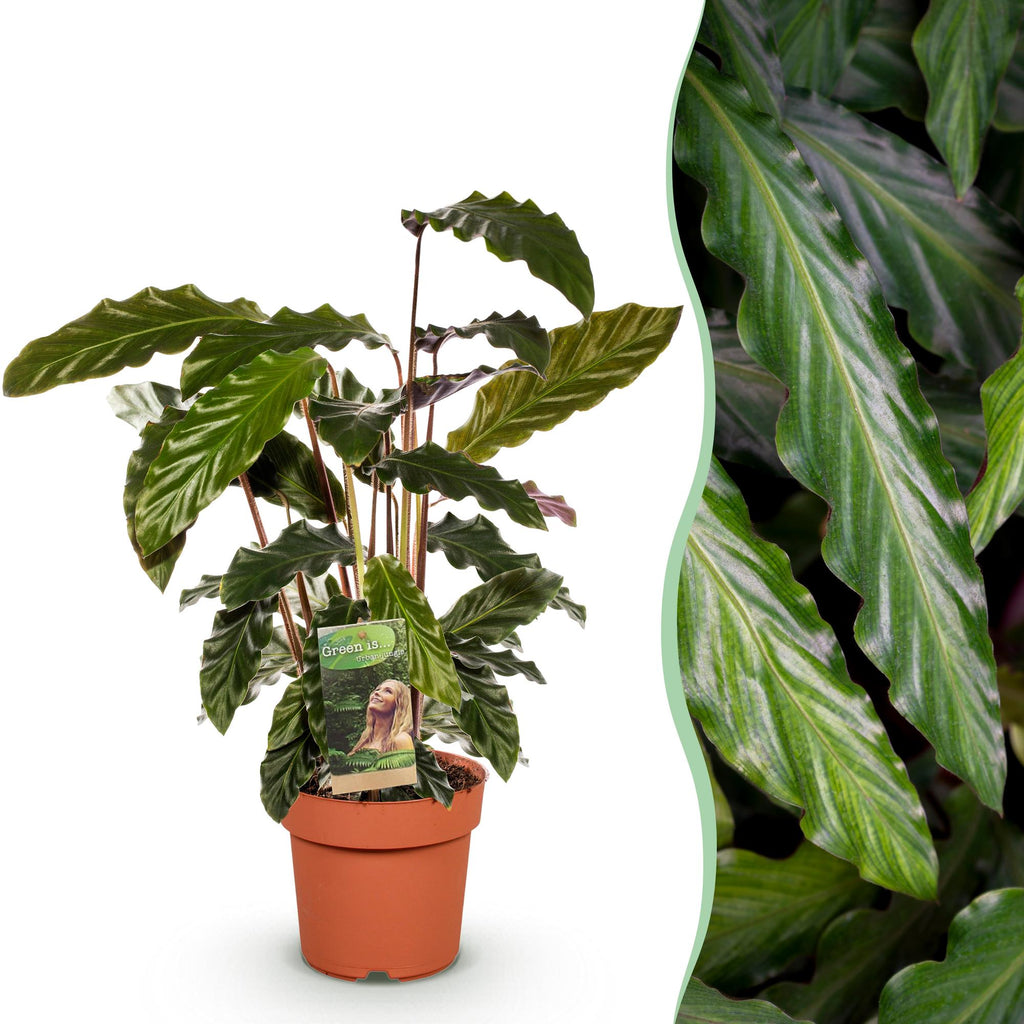 Calathea Rufibarba, 55-60 cm hoog, detail van het blad