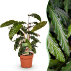 Calathea Rufibarba, 55-60 cm hoog, detail van het blad