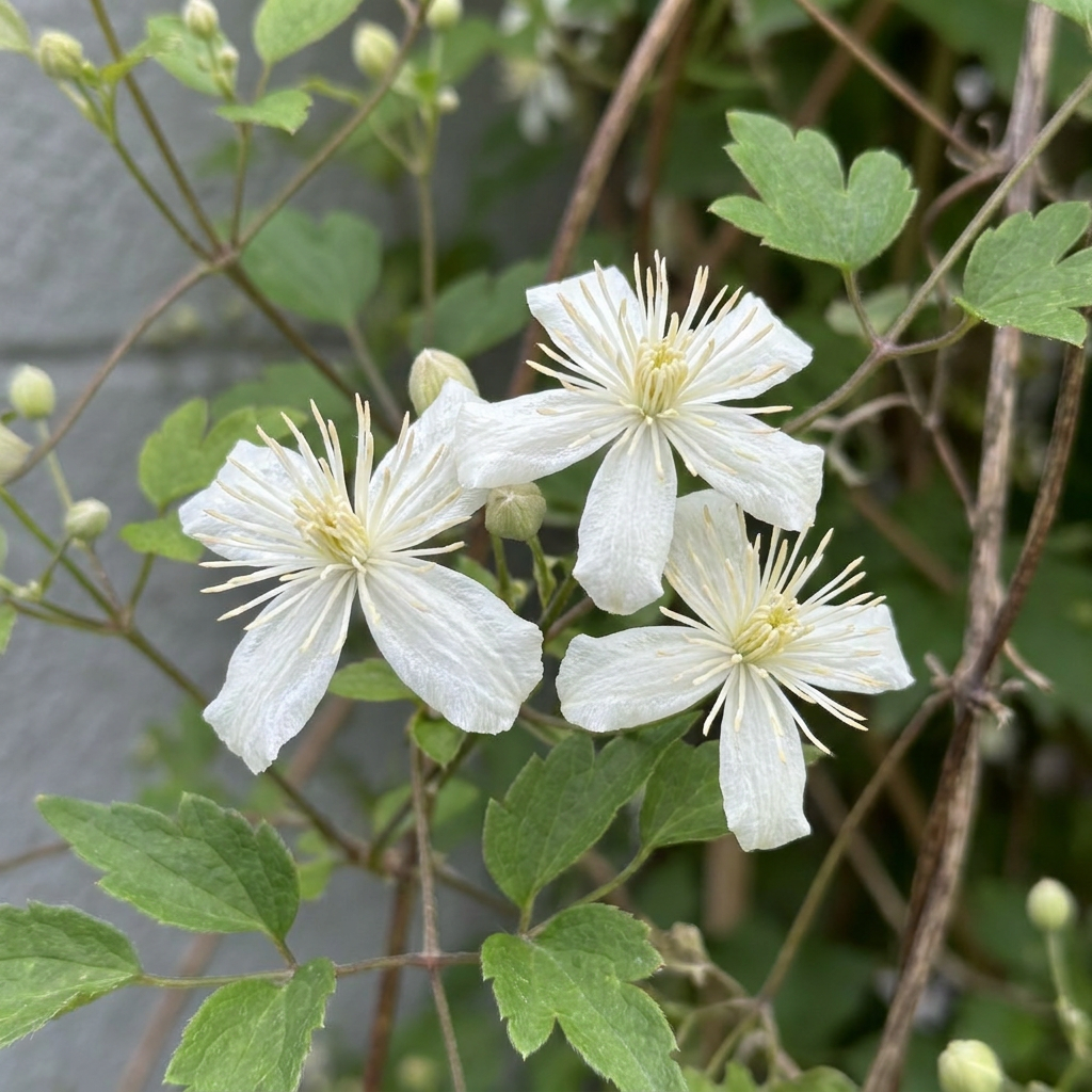 Clematis vitalba - inheemse bosrank, kenmerkend blad