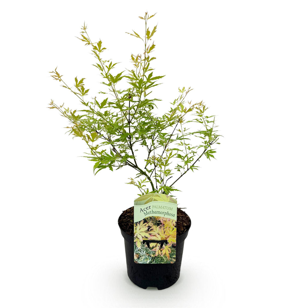 Japanse esdoorn Acer palmatum Methamorphosa, groene bladeren