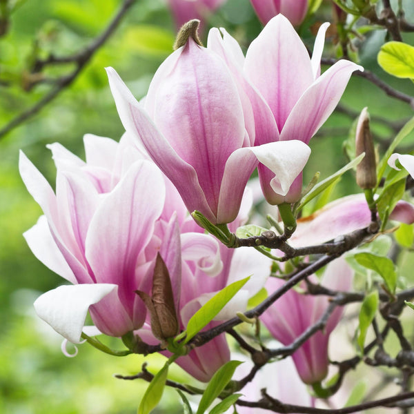 Magnolia George Henry Kern