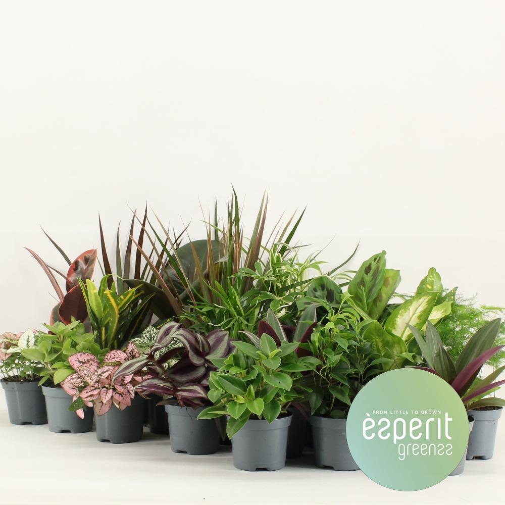 Productfoto van Groenmix Greenss - 24 stuks