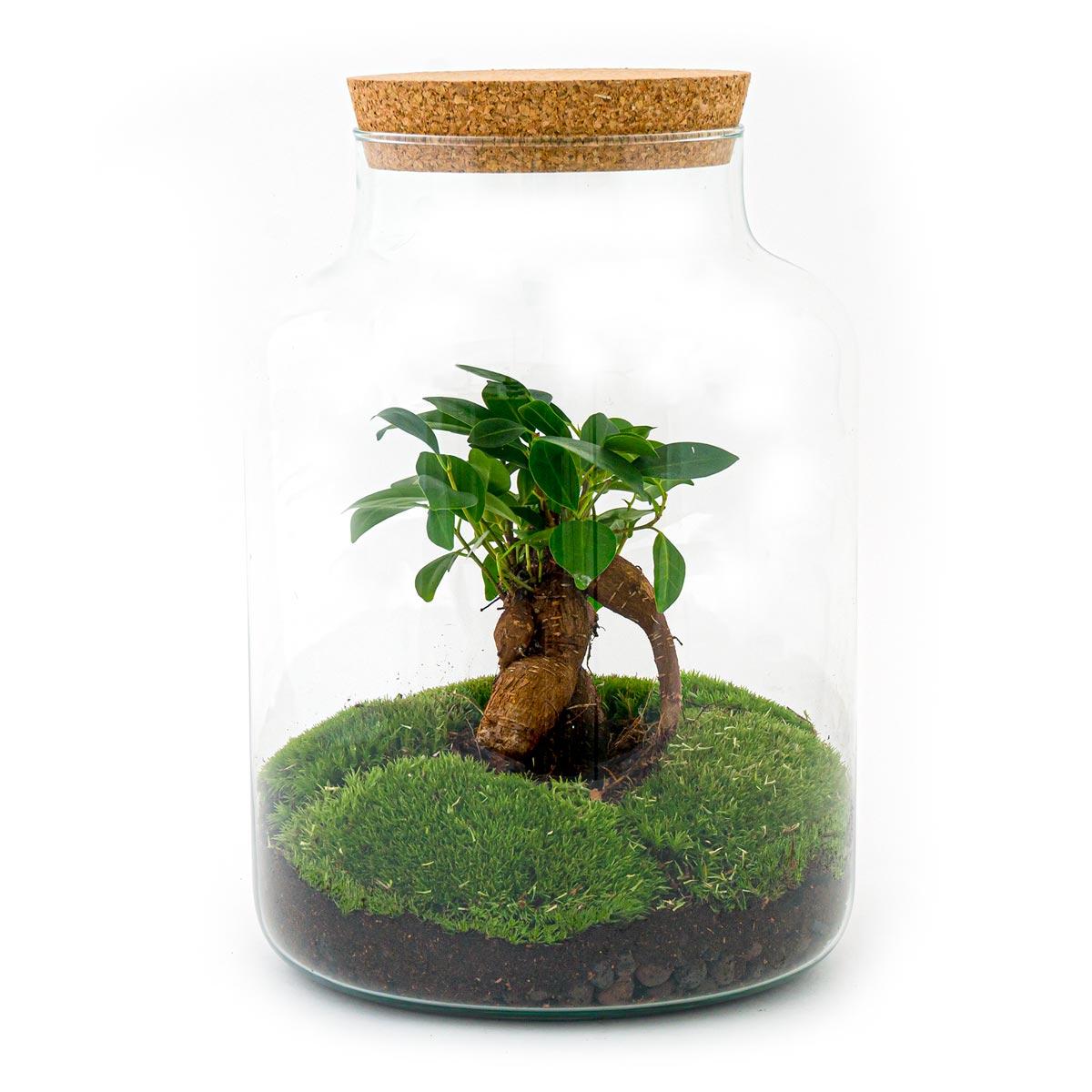 Detailfoto van DIY terrarium Milky Bonsai met licht, hark, schep, pincet
