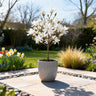 Magnolia stellata
