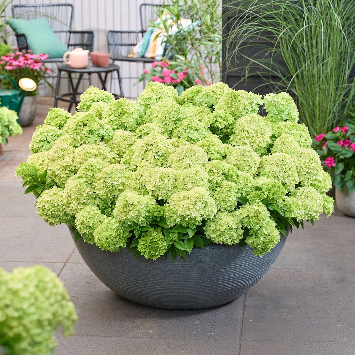 Hydrangea panniculata Groundbreaker Greeny, groene bladeren
