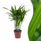 Areca Lutescens - Goudpalm, plant in pot