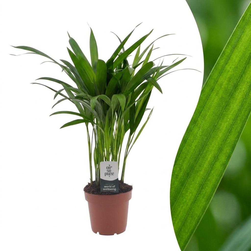 Areca Lutescens - Goudpalm, plant in pot