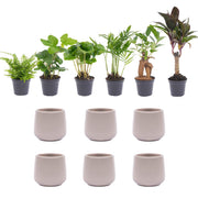Mini kamerplanten, set van 6 in pot Joey mat grijs