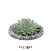 ROOTLESS Succulent Echeveria Pulidonis in schaal &