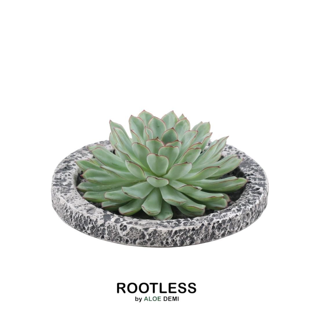 ROOTLESS Succulent Echeveria Pulidonis in schaal 'Concrete', detail van het blad