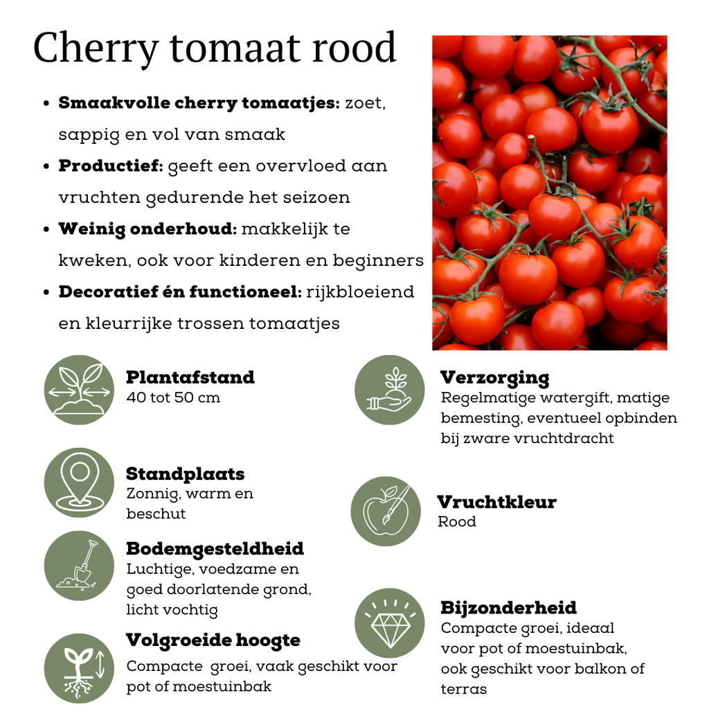 Rode plukgroente mix, tomaat, paprika, hete peper, 3 planten, gezonde plant