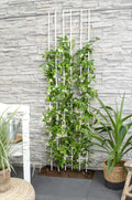 Productfoto van Trachelospermum 'Star of Venice' - Toscaanse Jasmijn Wit