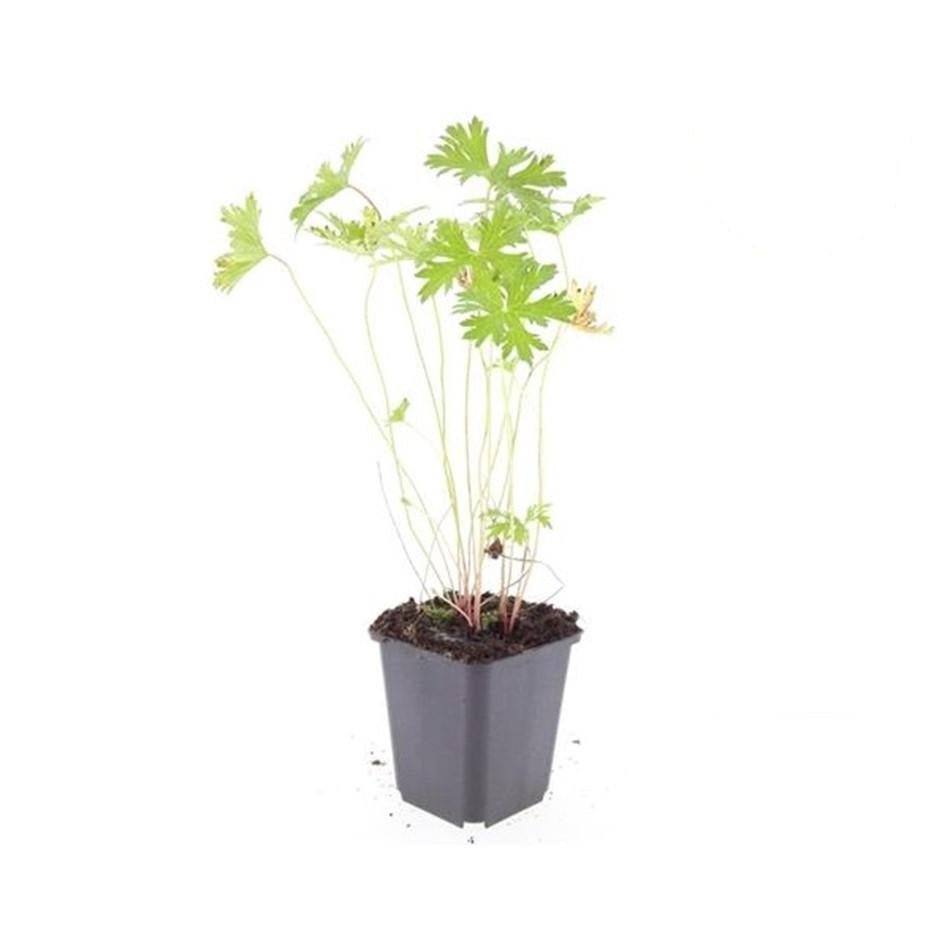 Geranium 'Johnson's Blue', groene bladeren