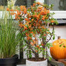 3 x Pyracantha coccinea mix