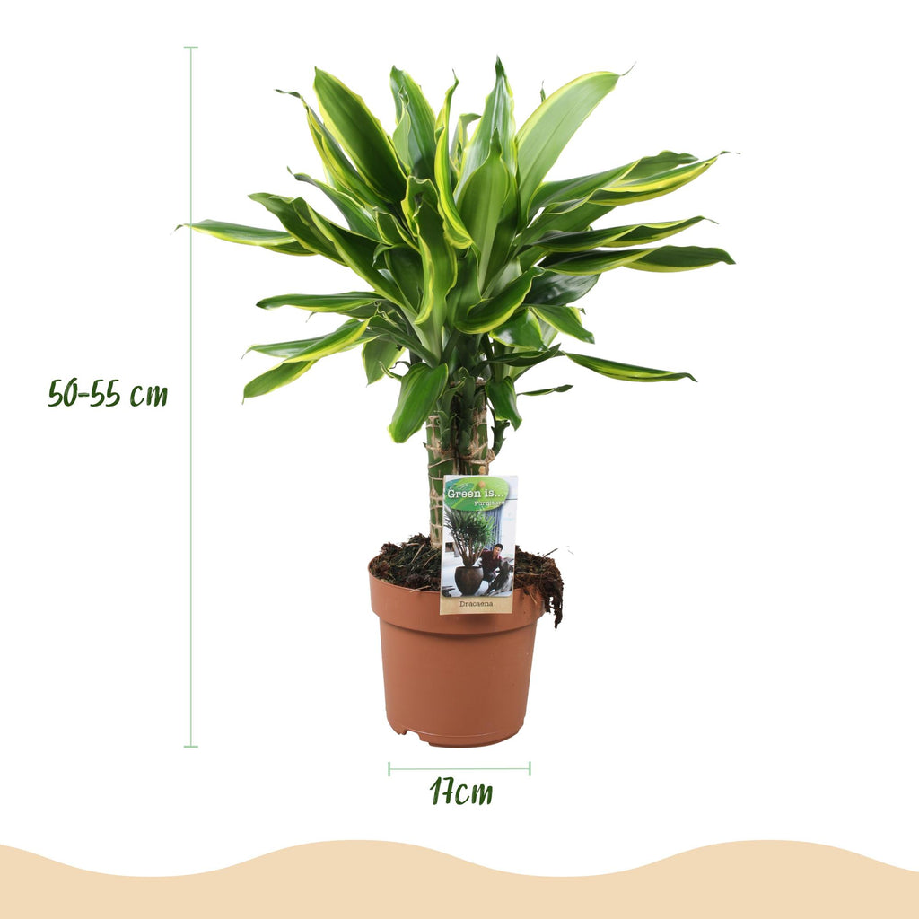 Dracaena fragrans Golden Coast, gezonde plant voor binnen of in de tuin
