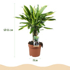 Dracaena fragrans Golden Coast, gezonde plant voor binnen of in de tuin