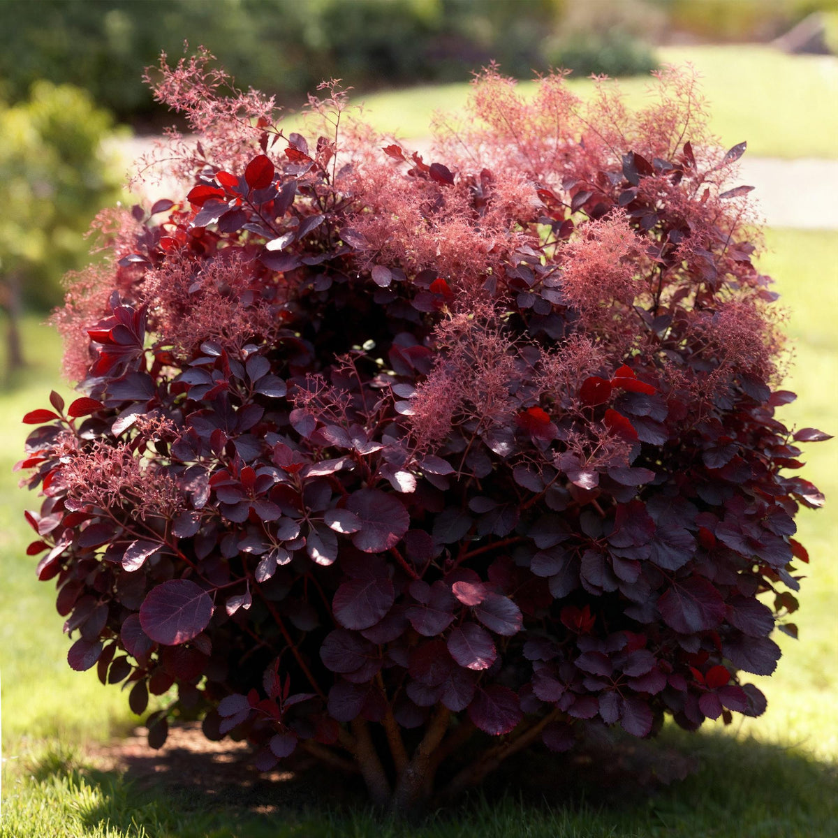Cotinus coggyria Lilla, plant in pot