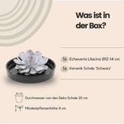 ROOTLESS Succulent Echeveria Lilacina in schaal &