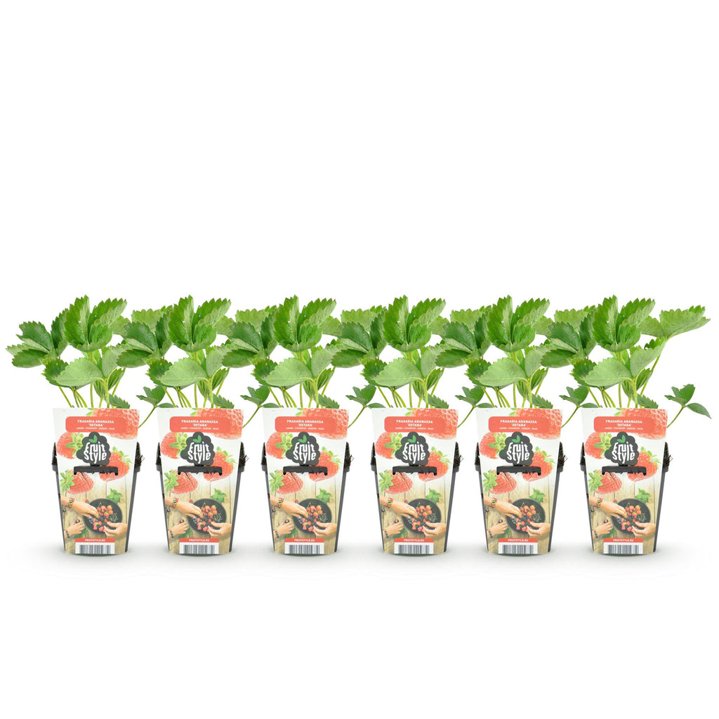 Aardbei Fragaria Elvira, plant in pot