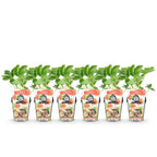 Aardbei Fragaria Elvira, plant in pot