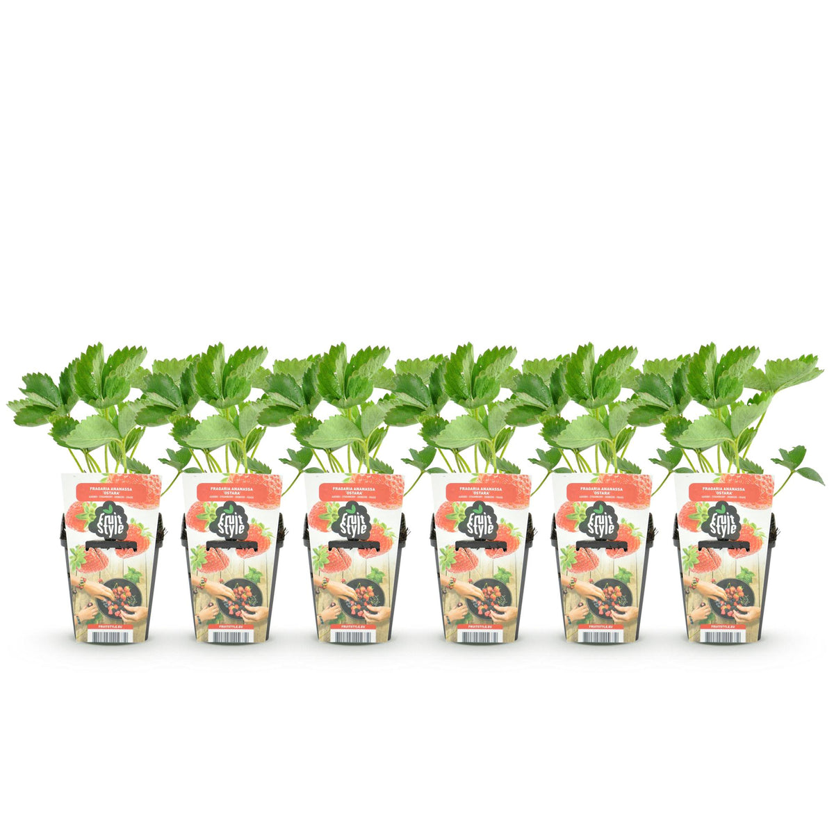Aardbei Fragaria Elvira, plant in pot