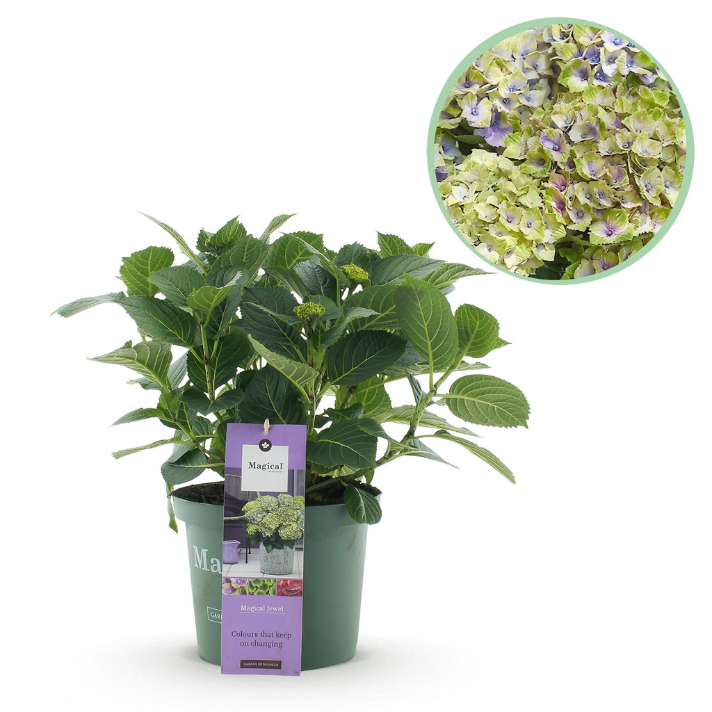 Hortensia Hydrangea Magical Jewel Blue, detail van het blad