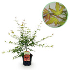 Japanse esdoorn Acer palmatum Pink Dwarf, kenmerkend blad