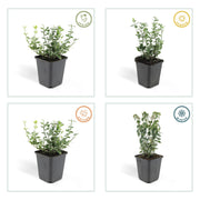 24x Euonymus fort. &