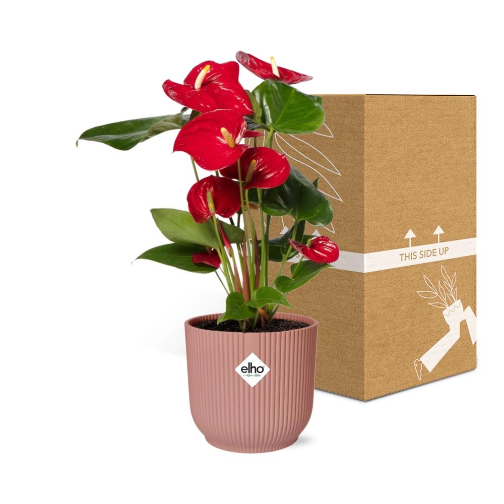 Detailfoto van Anthurium Red 12cm in ELHO Vibes Fold 14cm roze